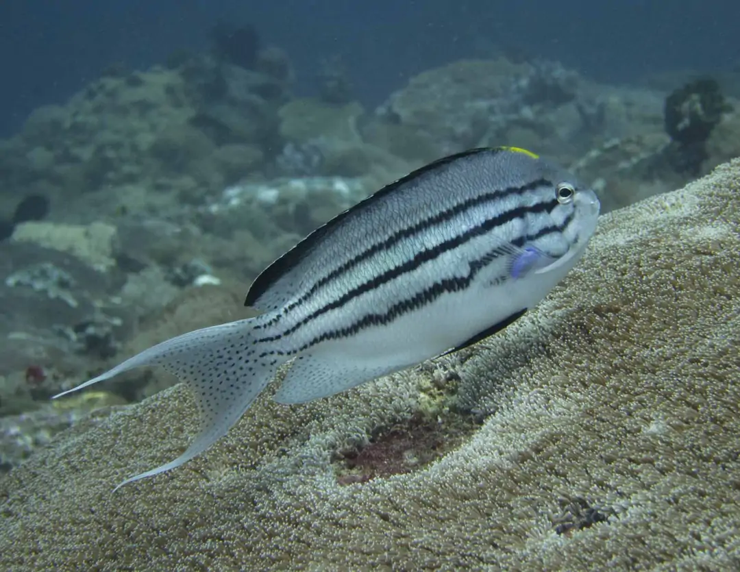 Seabook: Lamarck's Angelfish