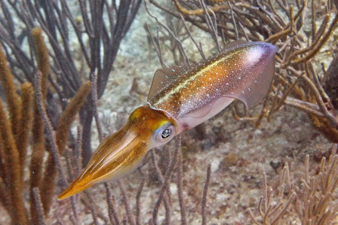 Caribbean Reef Squid