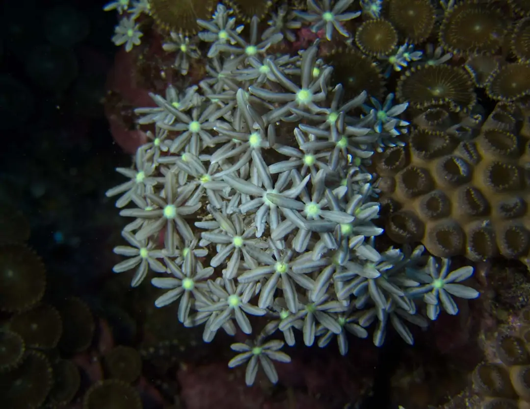 Seabook: Organ Pipe Coral