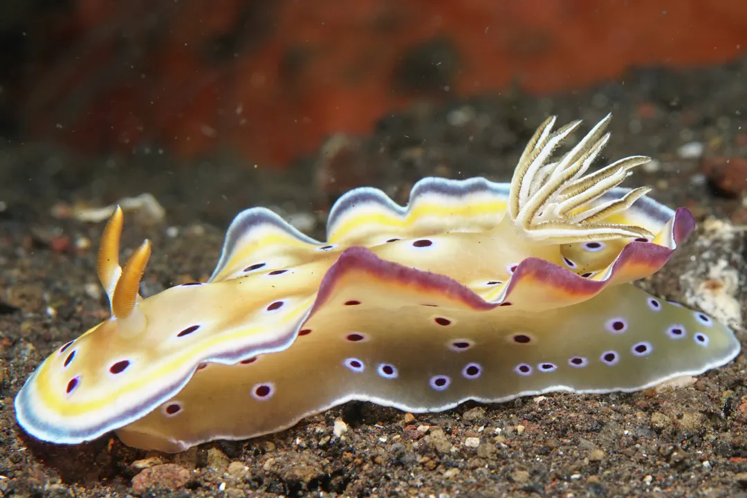 Gem Sea Slug