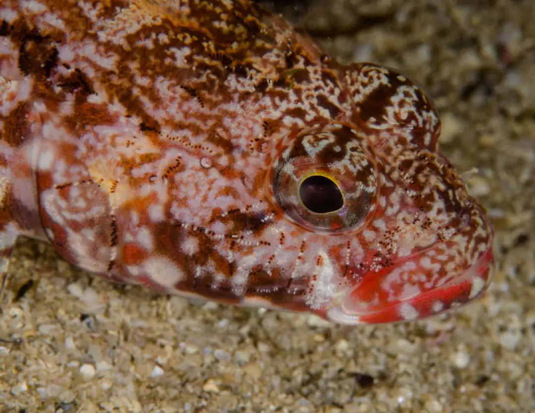 Seabook: Red-mouthed Goby