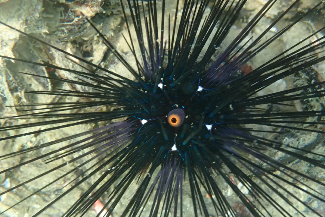Black Longspine Urchin