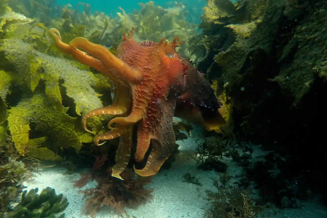 Australian Giant Cuttlefish