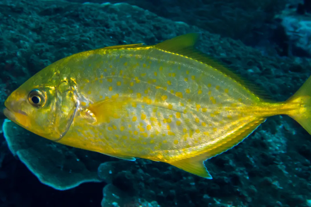 Orange-spotted Trevally (yellow) (Carangoides bajad)