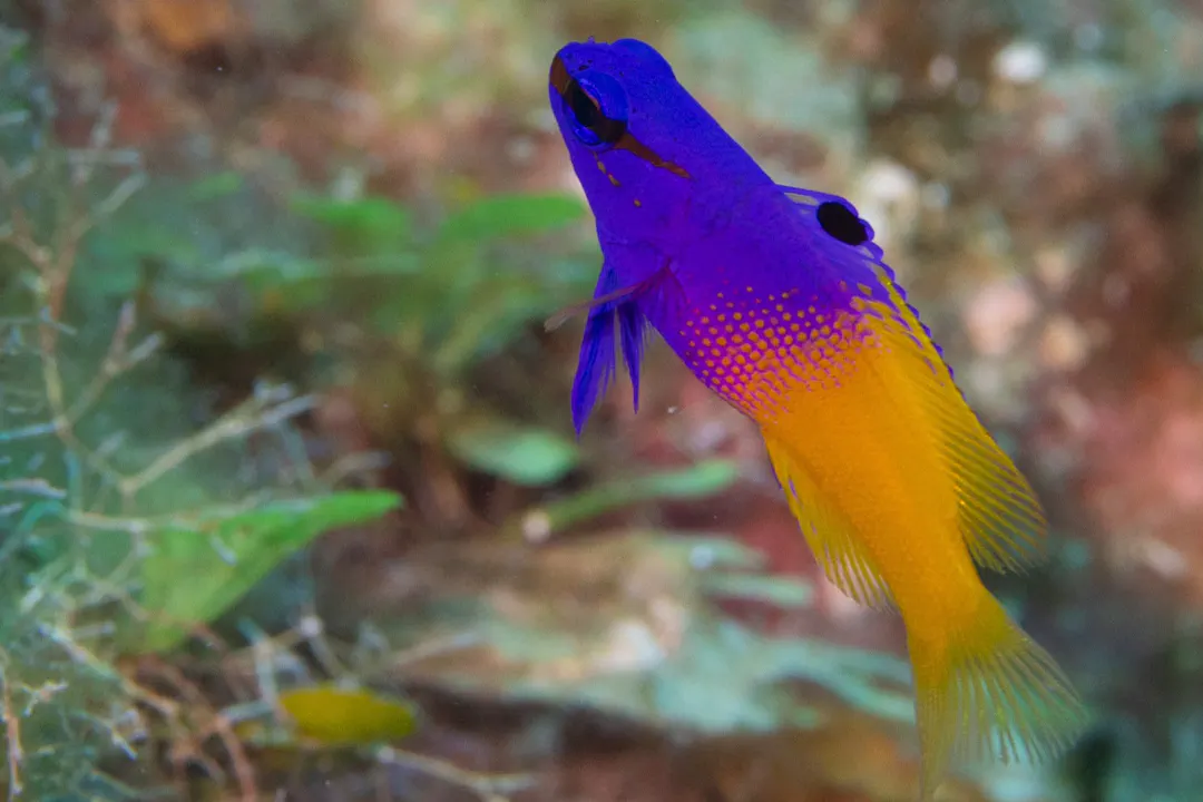 Royal Gramma (Gramma loreto)
