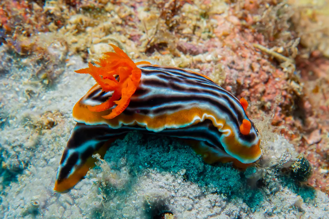 Magnificent Chromodoris (Chromodoris magnifica)