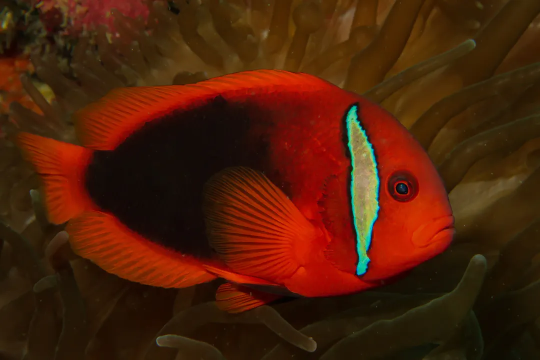 Bridled Clownfish (female)