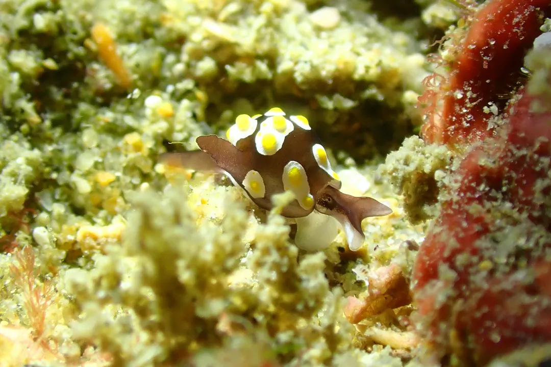 Fried Egg Sea Slug