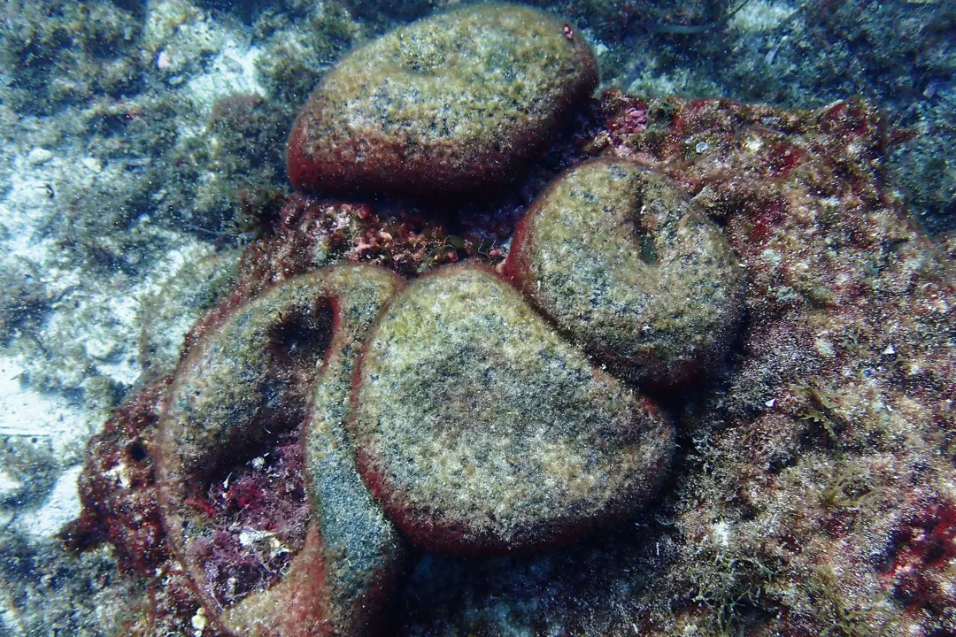 Basque Beret (Codium bursa)