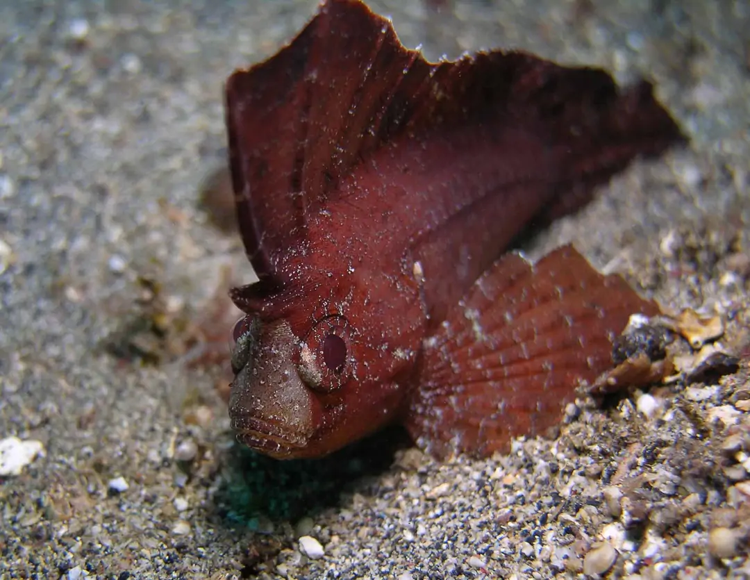 Seabook: Cockatoo Waspfish (juvenile)