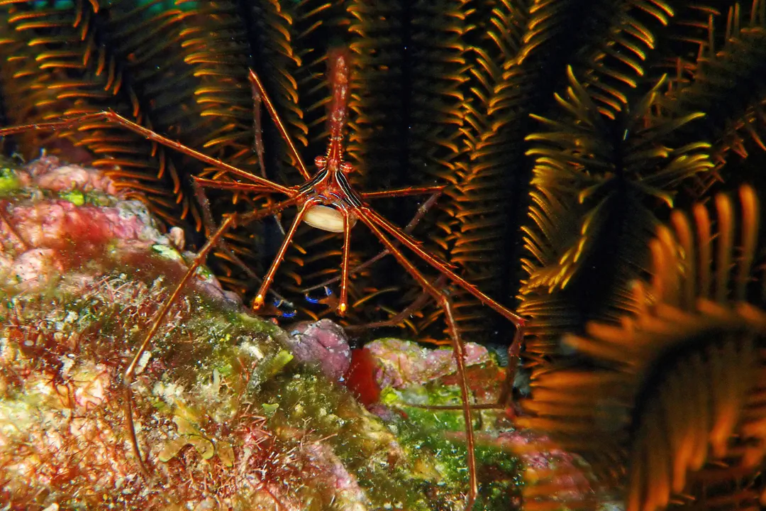 Yellowline Arrow Crab (Stenorhynchus seticornis)