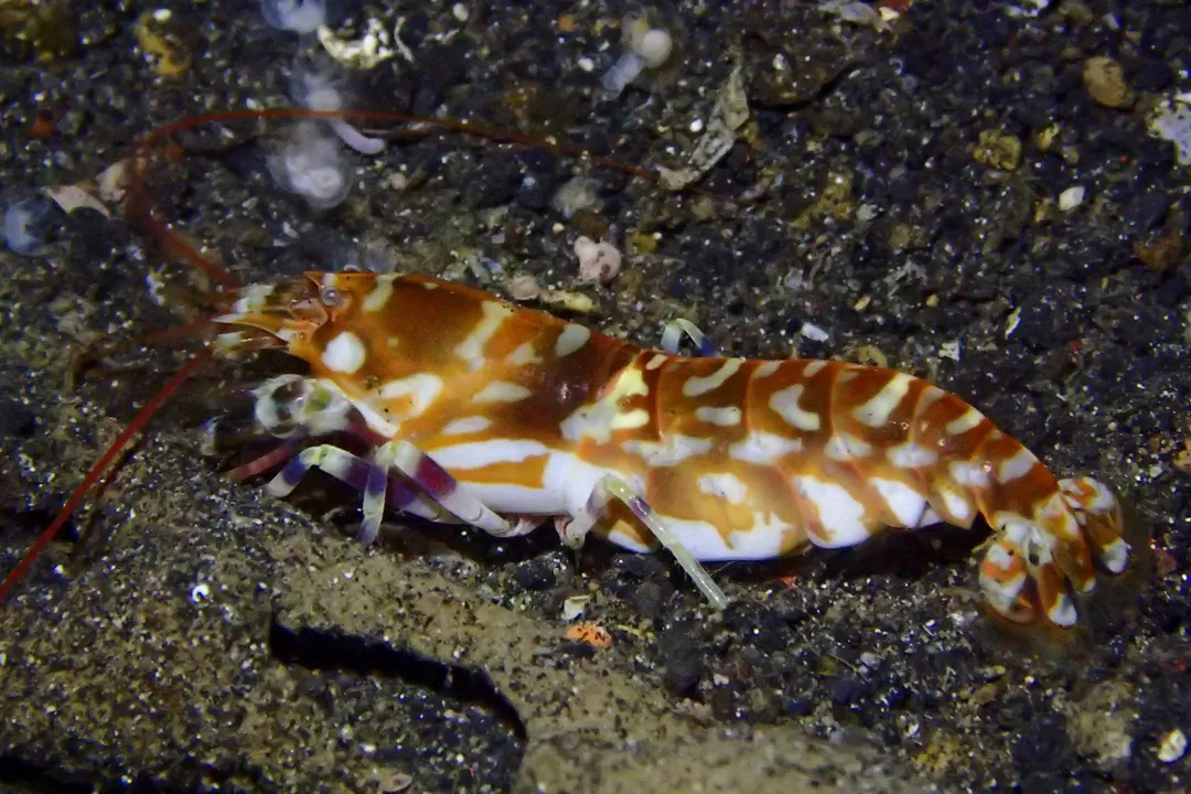 Tiger Snapping Shrimp (Alpheus bellulus)