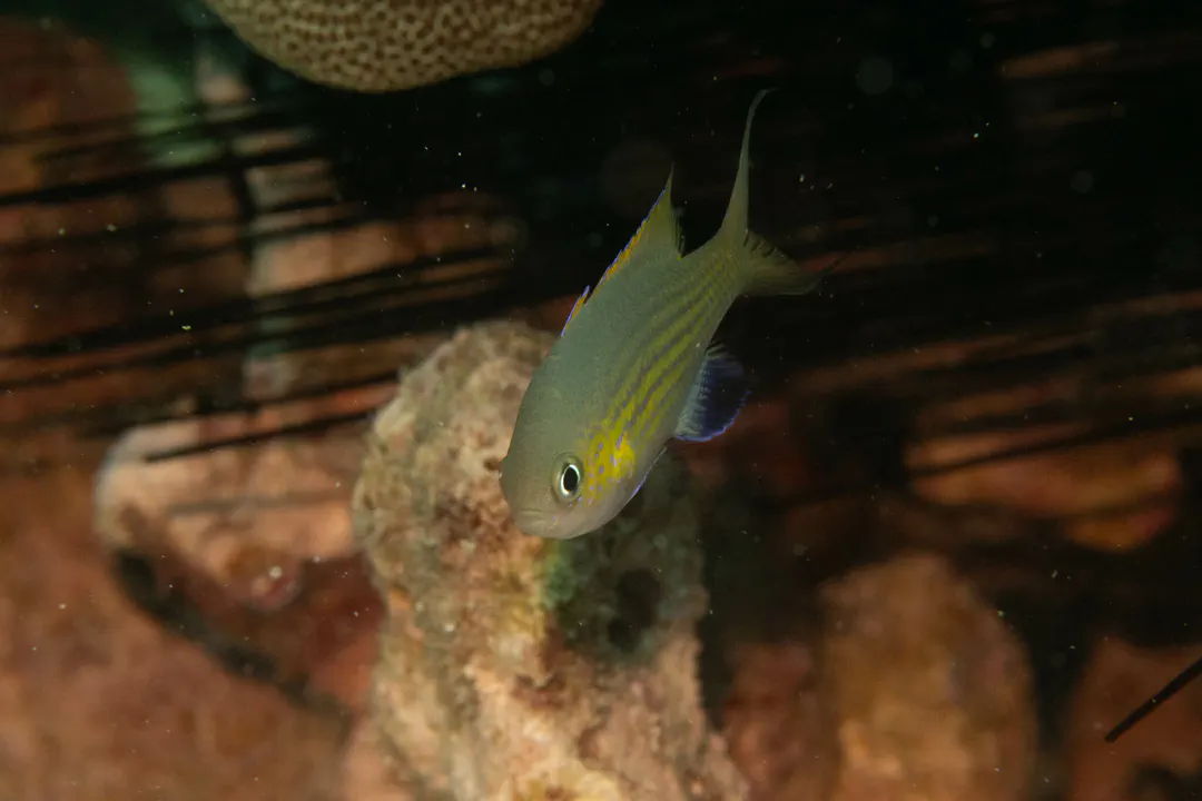 Blackfin Chromis
