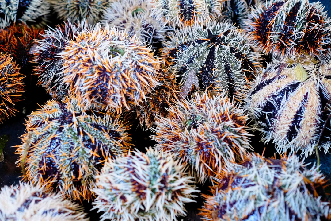 Collector Urchin