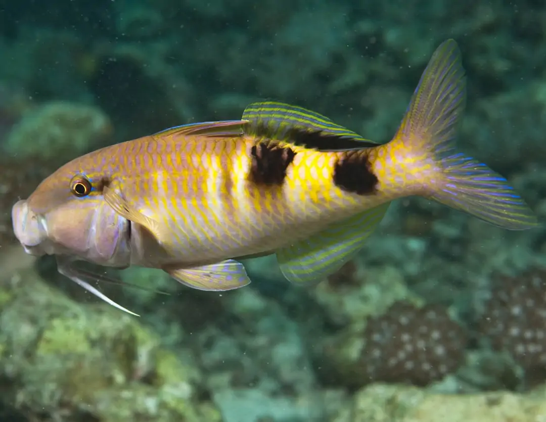 Seabook: Manybar Goatfish (yellow)