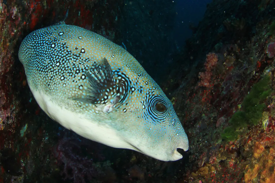 Bluespotted Puffer (grey) (Arothron caeruleopunctatus)