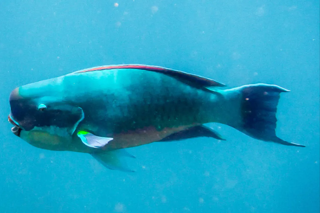 Knobsnout Parrotfish (male) (Scarus ovifrons)