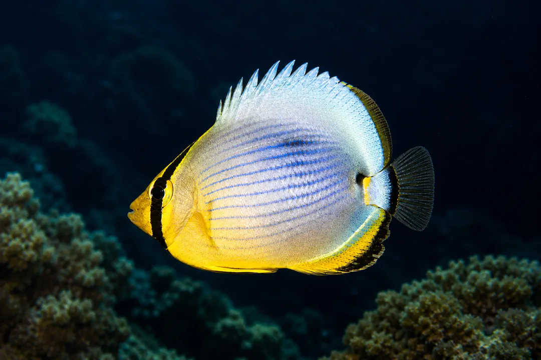 Indian Redfin Butterflyfish (juvenile) (Chaetodon trifasciatus)