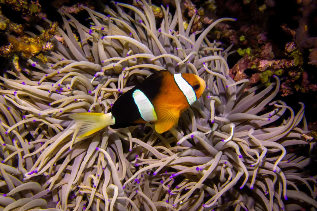 Yellowtail Clownfish (Amphiprion clarkii)