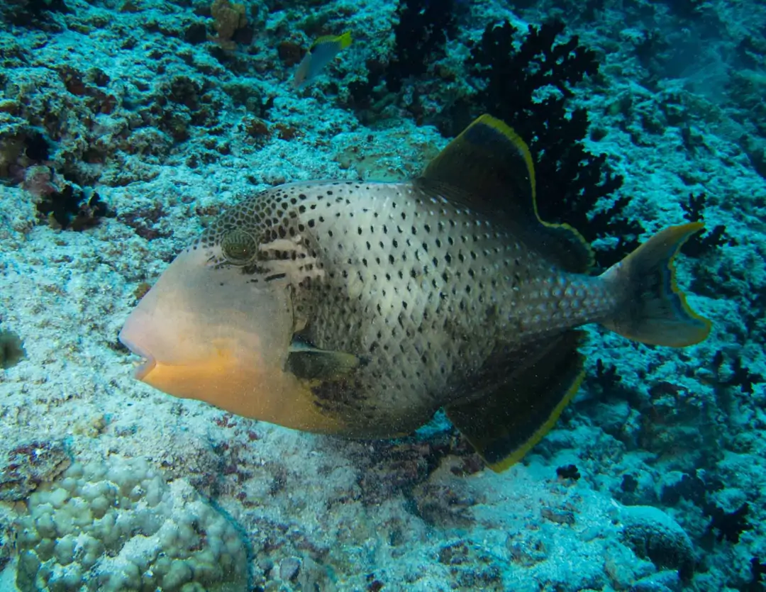 Seabook: Yellowmargin Triggerfish