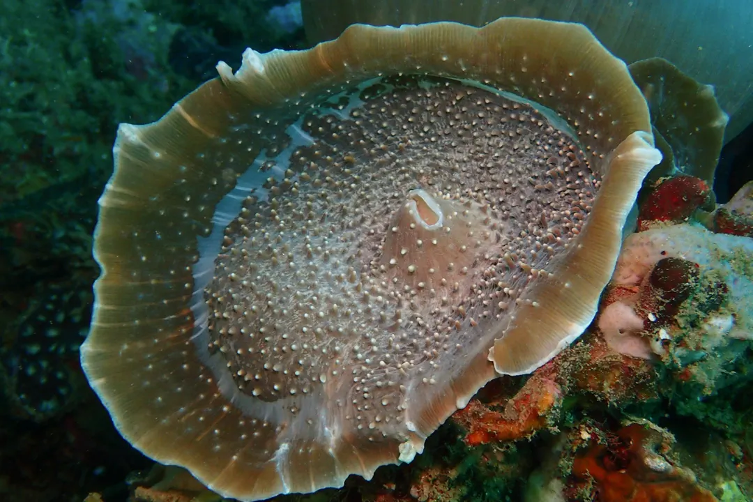 Elephant ear anemone