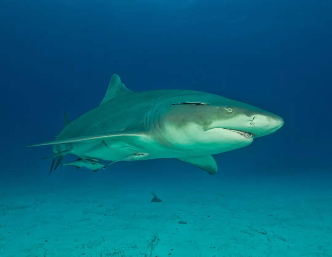Lemon Shark
