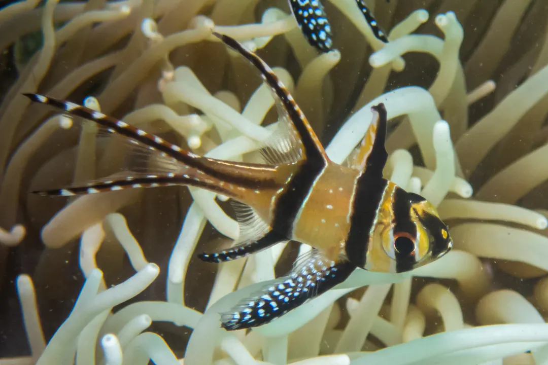 Banggai Cardinalfish