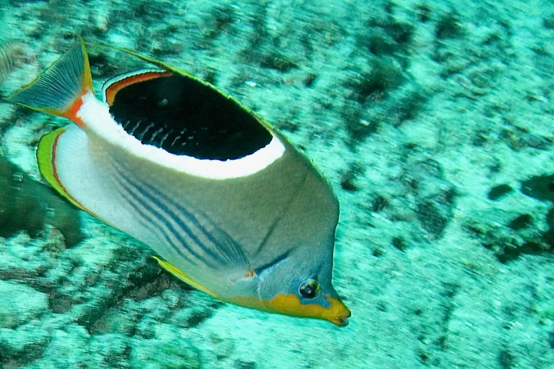 Saddle Butterflyfish (Chaetodon ephippium)