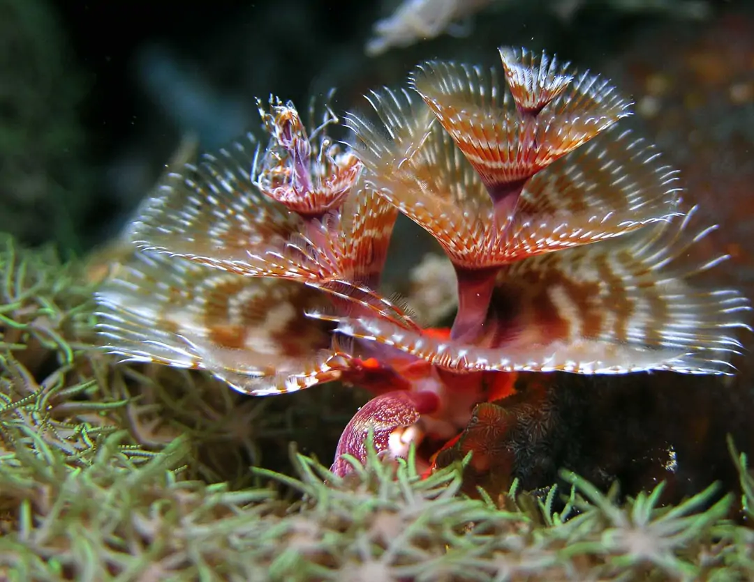 Seabook: Caribbean Christmas Tree Worm