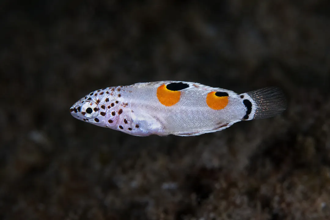 Clown Coris (juvenile) (Coris aygula)