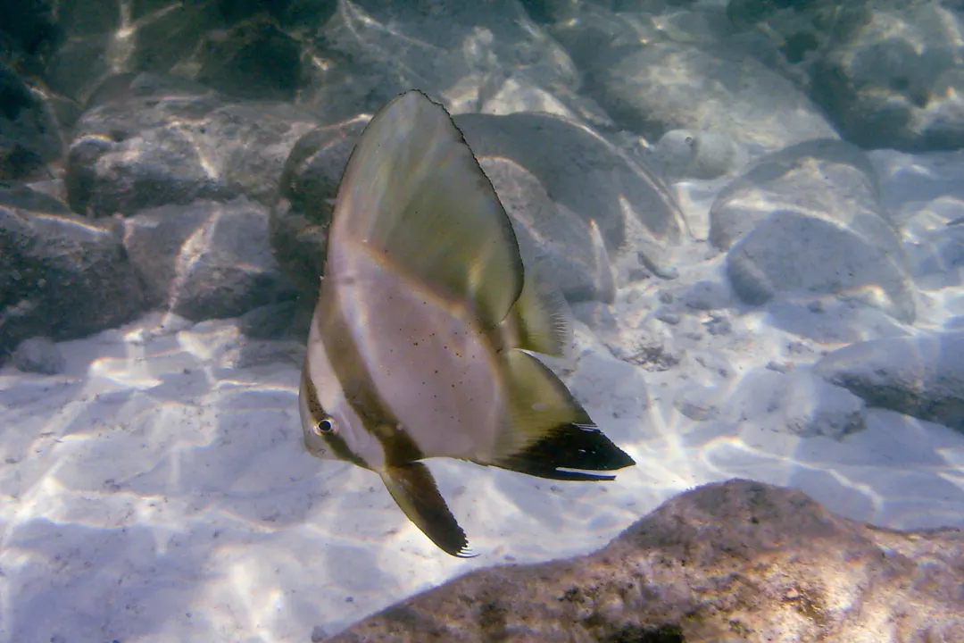 Golden Spadefish (juvenile)