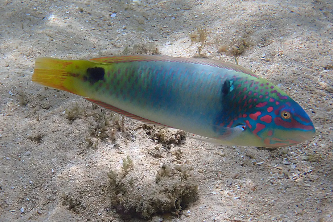 Threespot Wrasse (Halichoeres trimaculatus)