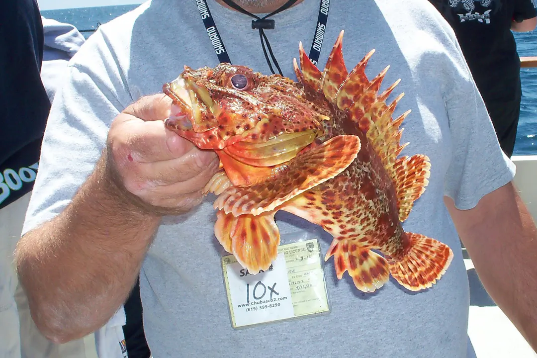 California Scorpionfish