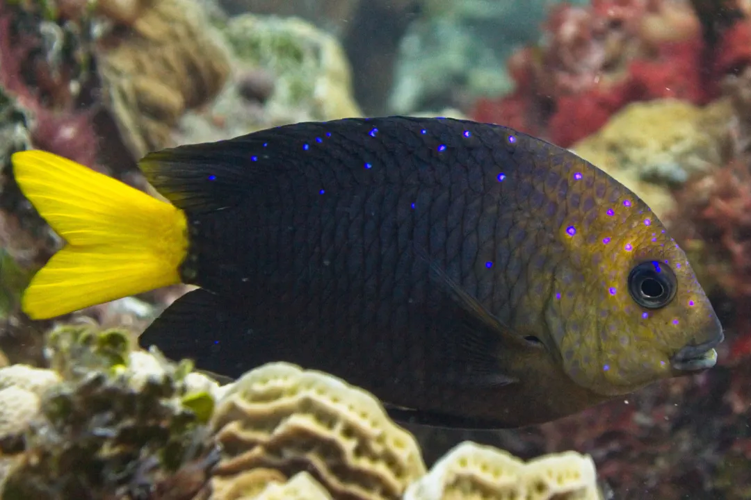 Yellowtail Damselfish (Microspathodon chrysurus)