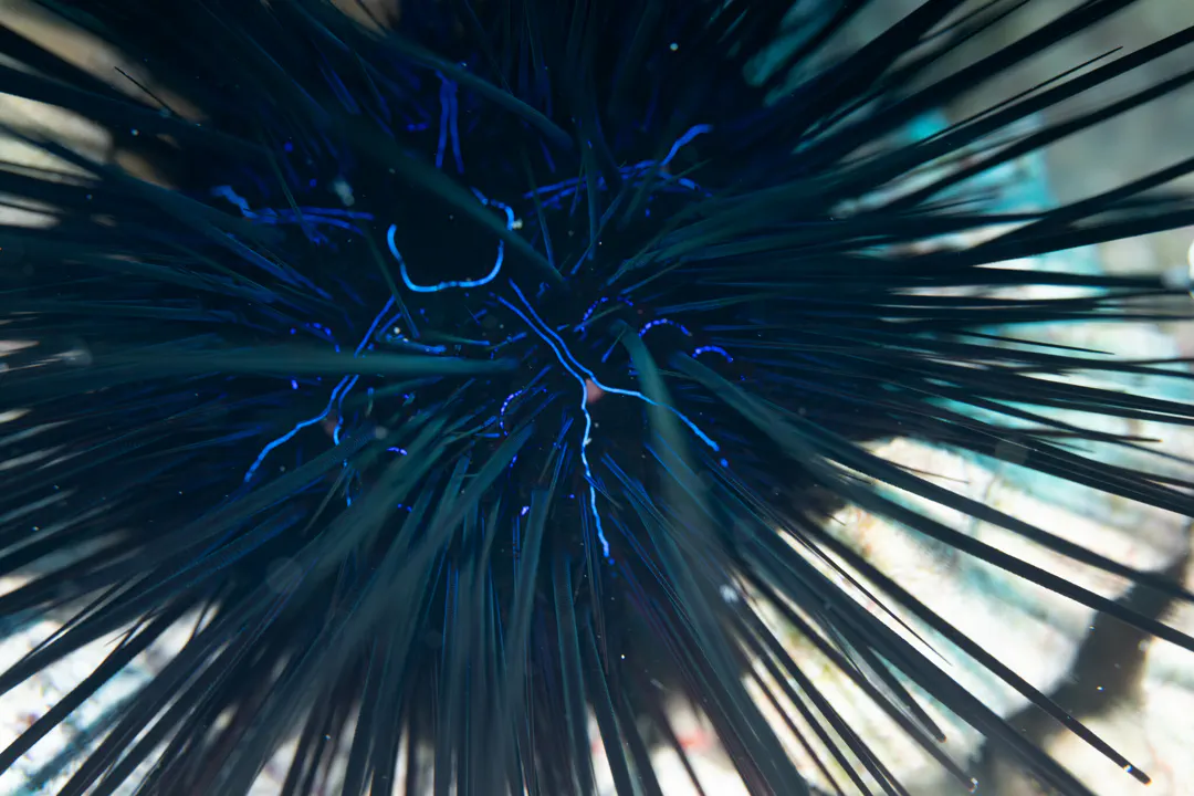 Savigny's Longspine Sea Urchin (Diadema savignyi)