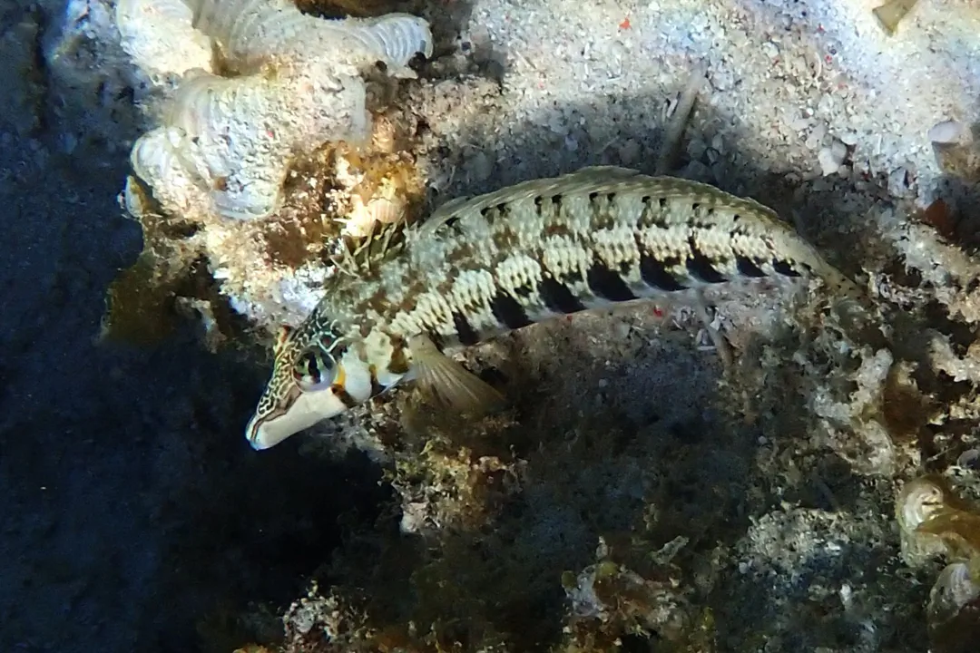 Sharpnose Sandperch