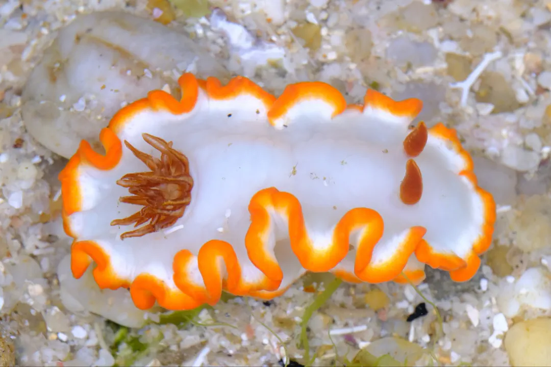 Avern's Glossodoris