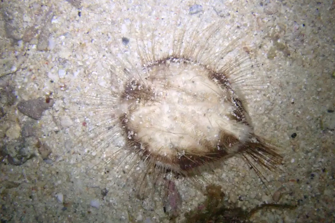 Hearth Heart Urchin (Maretia planulata)