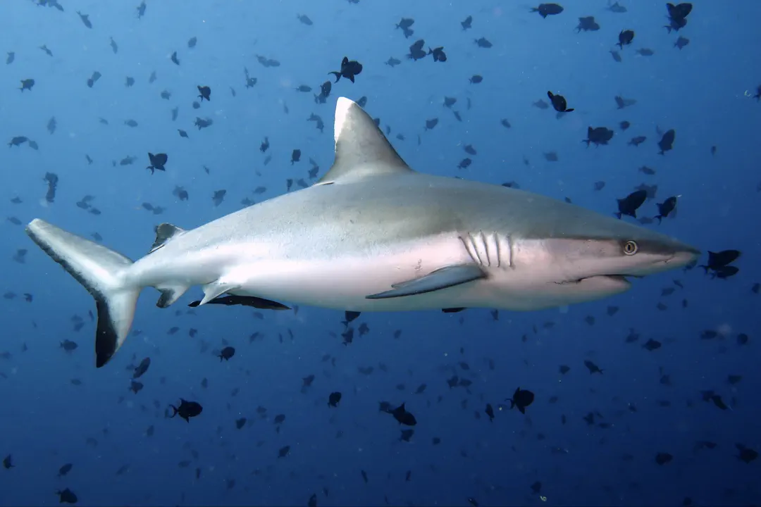 Grey Reef Shark