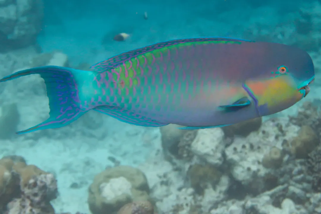 Roundhead Parrotfish (male) (Chlorurus strongylocephalus)