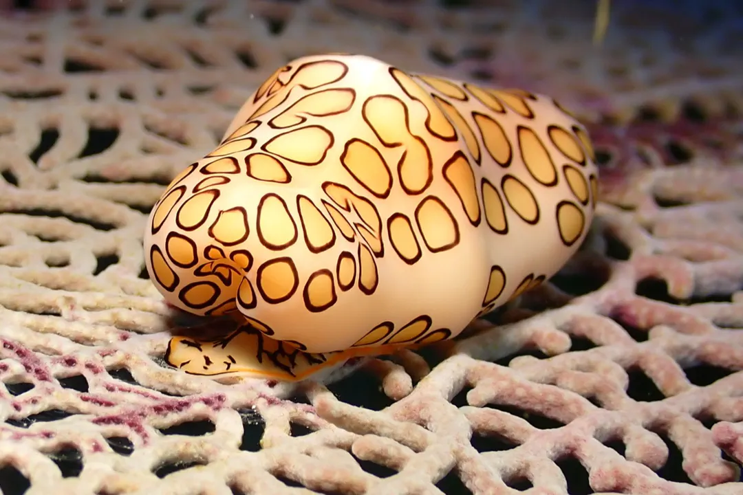 Flamingo Tongue Snail