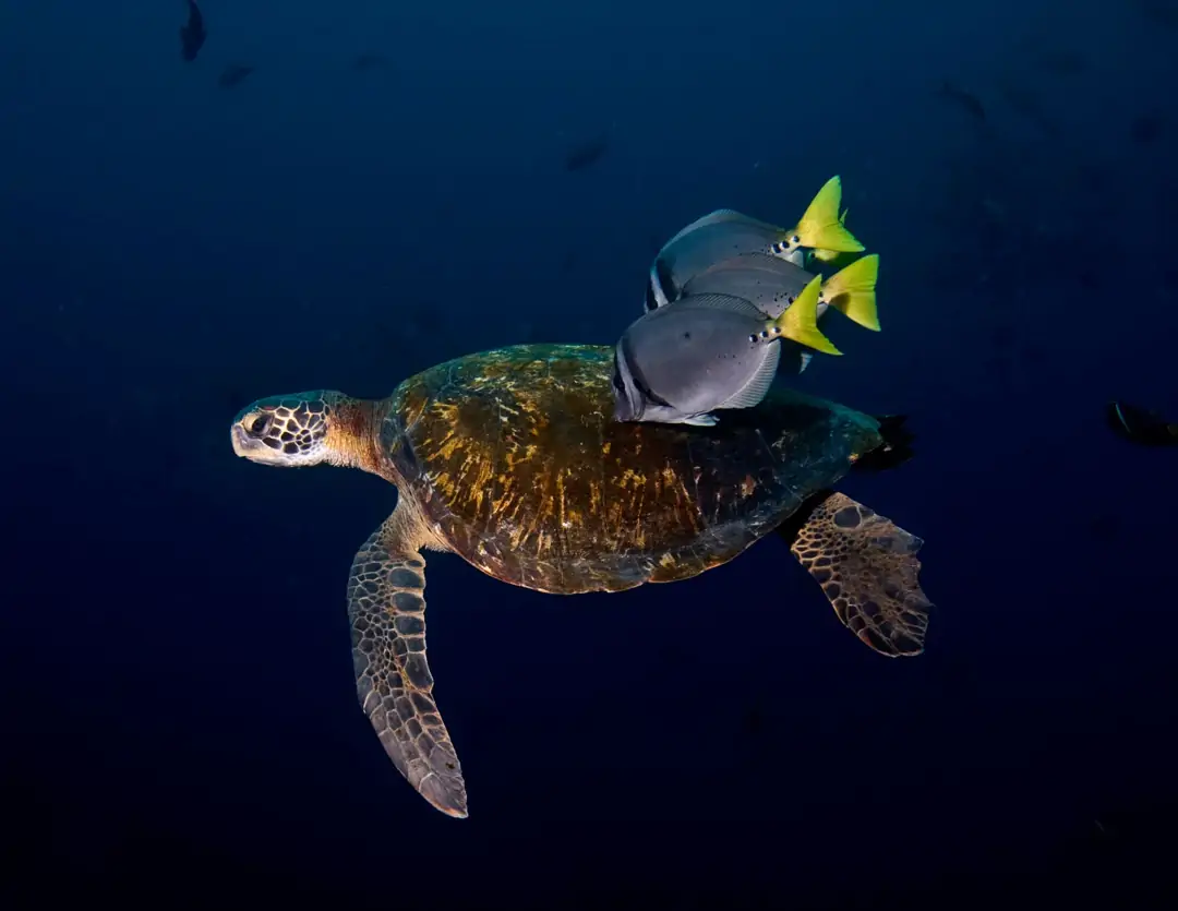 Seabook: Razor Surgeonfish