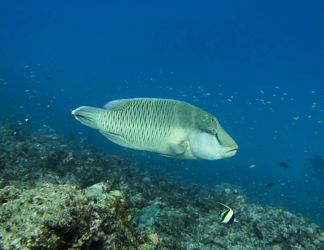 Seabook: Napoleon Wrasse (pale)