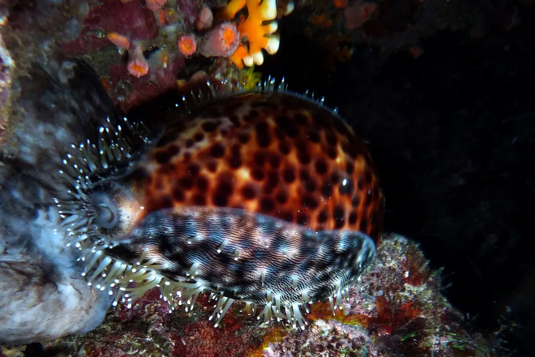 Tiger Cowrie (Cypraea tigris)
