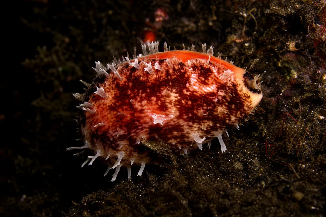 Carnelian Cowrie