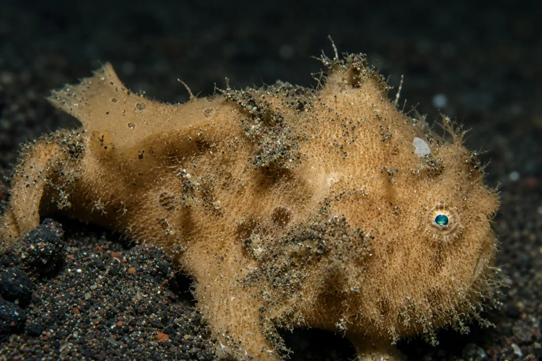 Shaggy Frogfish (tan) (Antennarius hispidus)