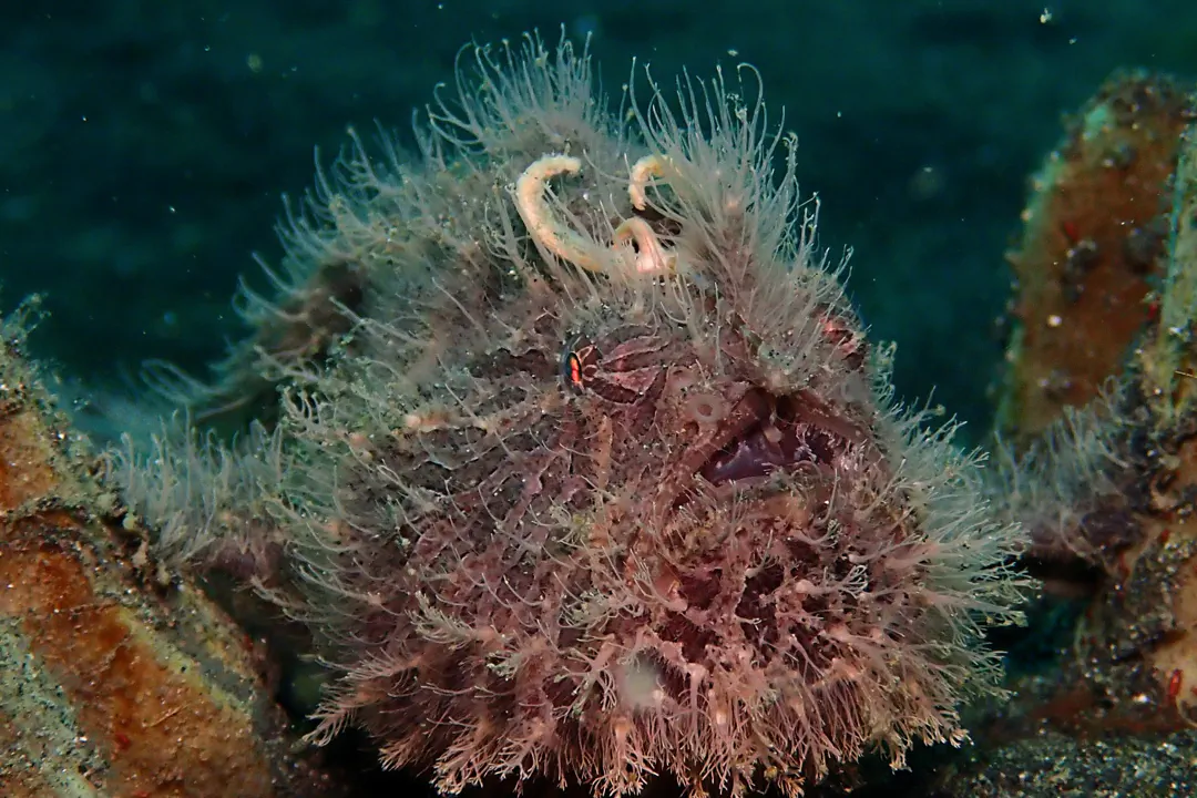 Striate Anglerfish