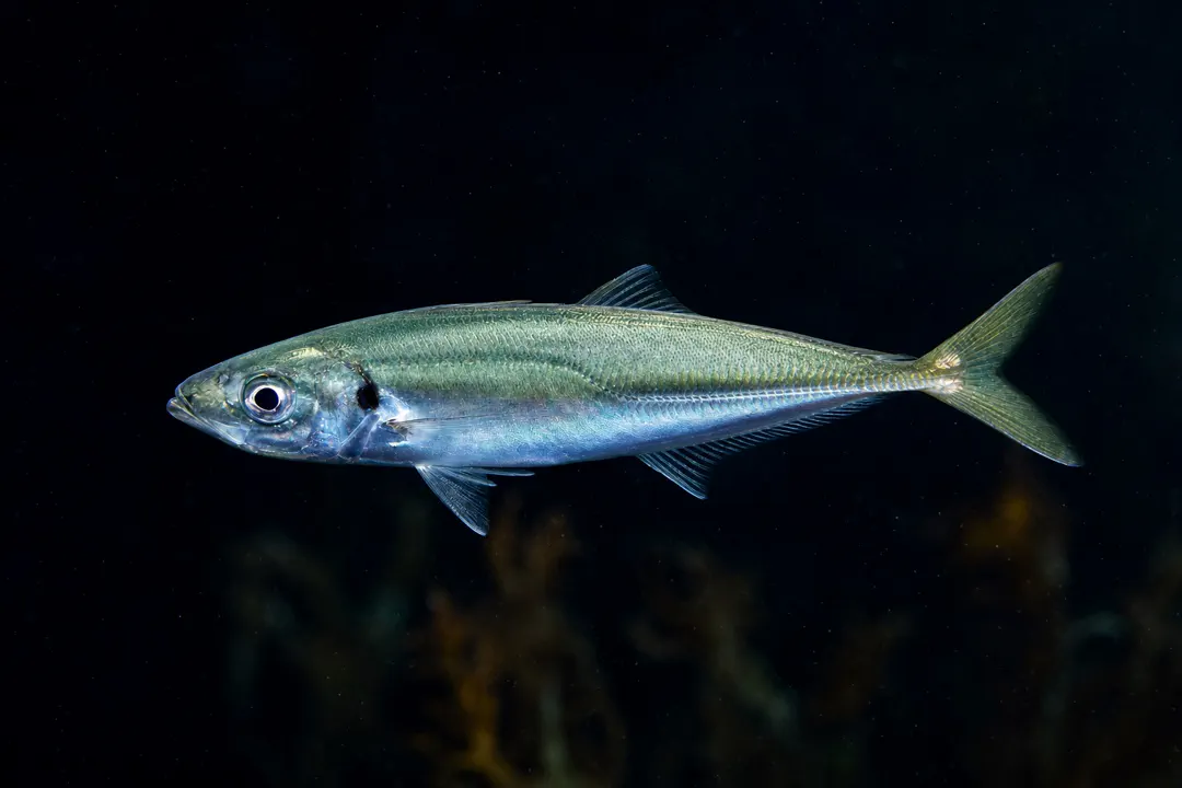Common Jack Mackerel (Trachurus declivis)