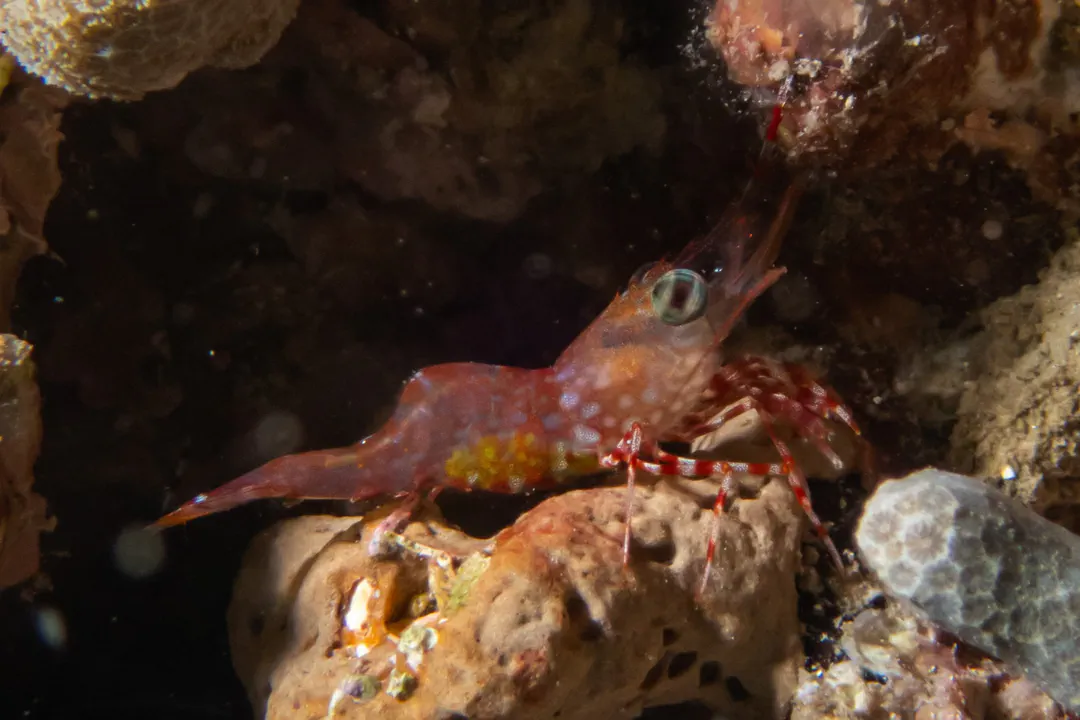 Green-eye Dancing Shrimp (Cinetorhynchus reticulatus)