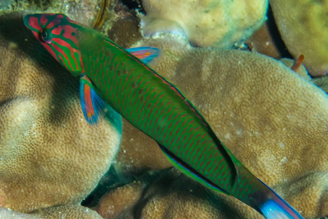 Moon Wrasse (female) (Thalassoma lunare)